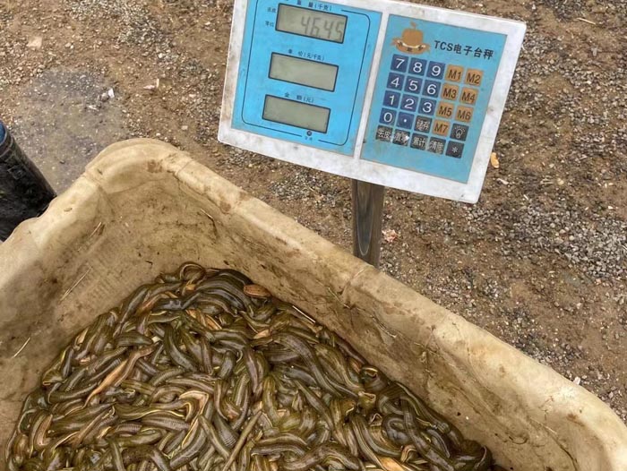 350vip浦京集团幼苗